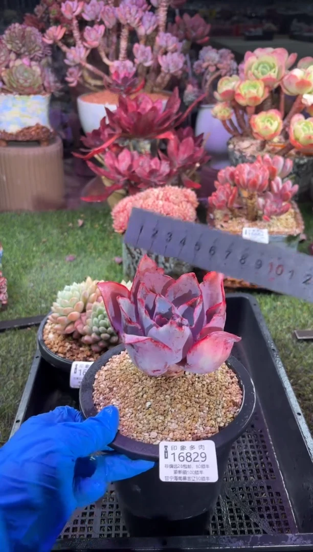 【闪购商品】16829