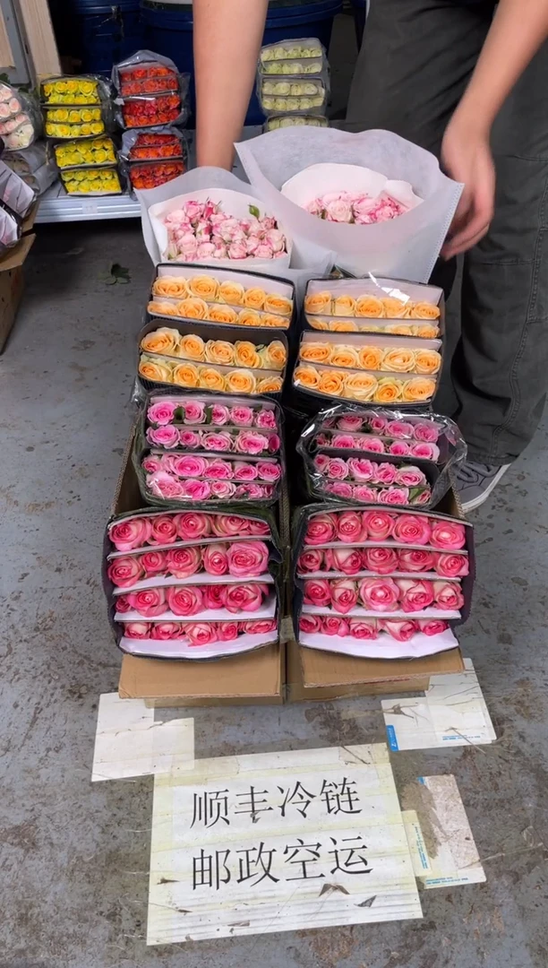 艾沙20枝+洛神20枝+香槟20枝+折射10枝