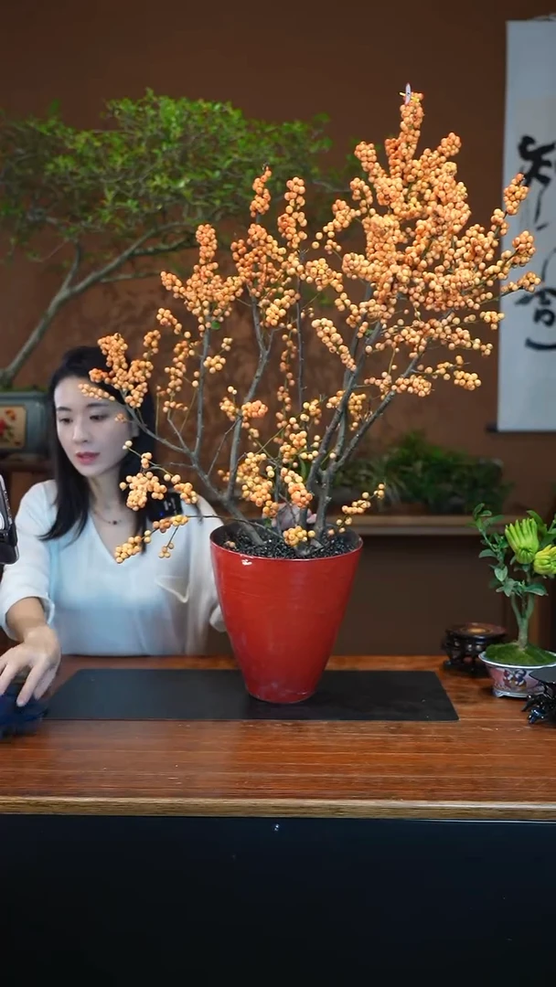 全部花朵冬青盆景盆景盆景