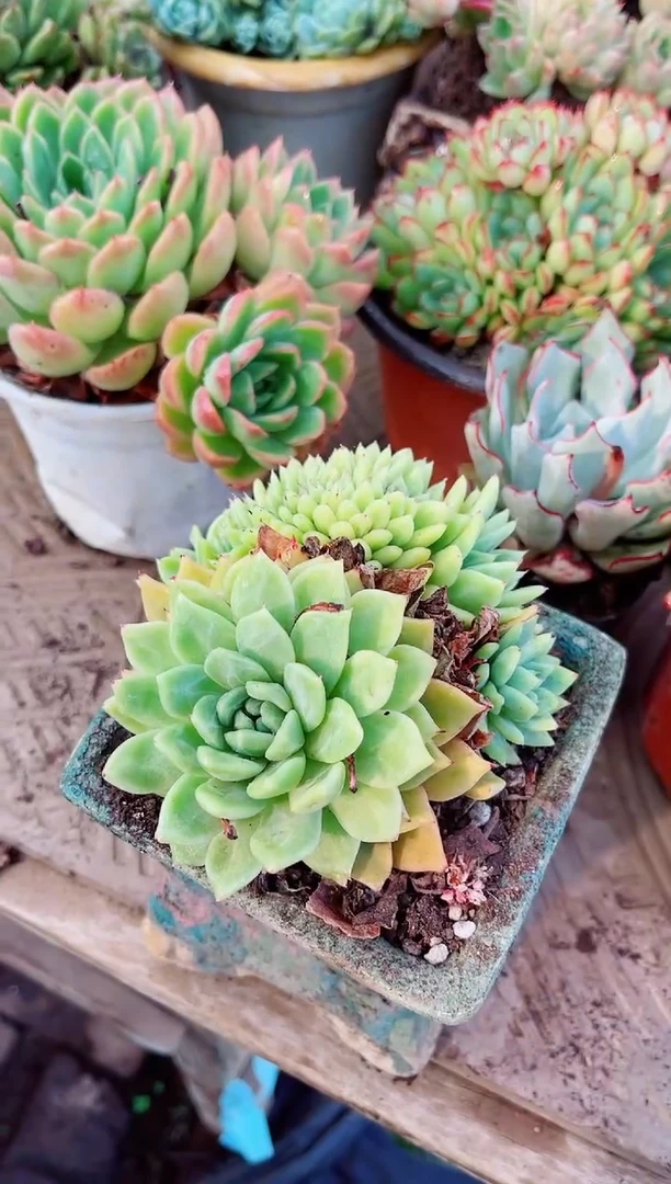 11136多肉植物一物一拍