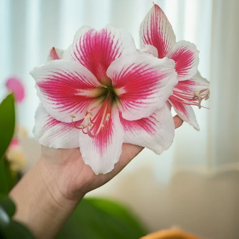 杂交朱顶红愉欢，4厘米左右➕2个