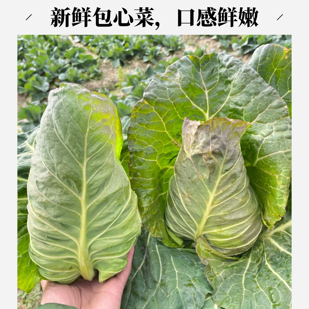 上海本地新鲜牛心菜【3-5斤装.现采现发】【好东西】