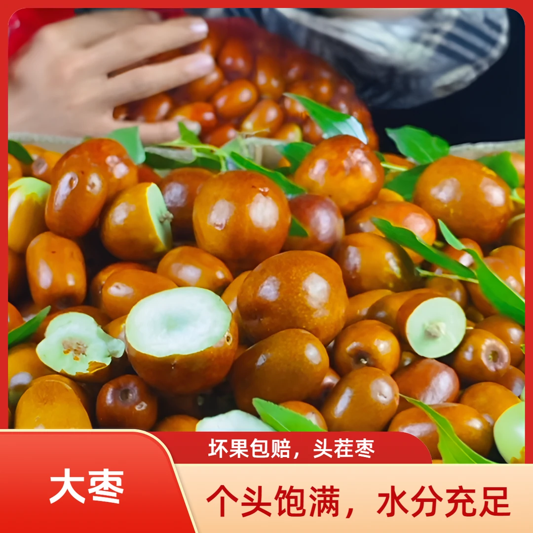 辽宁朝阳孙家湾大枣鲜枣脆枣现摘现发包邮嘎嘣脆酸甜可口