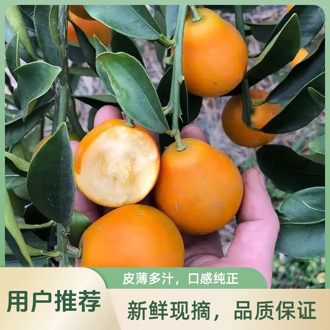 脆蜜金柑 【甜心脆脆蜜】