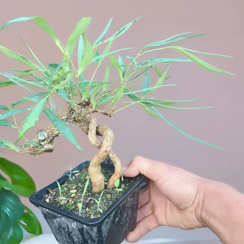 十大功劳喜水好养