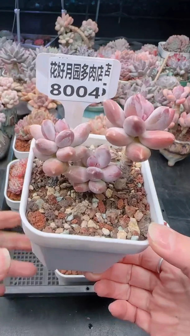 【闪购商品】8004星空美人