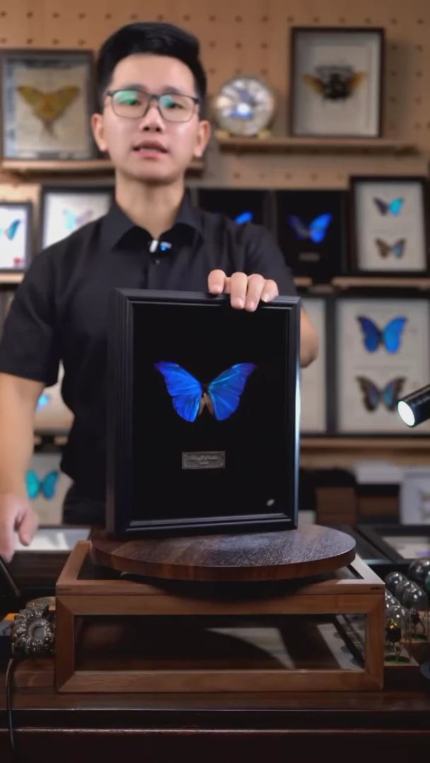 蝴蝶标本摆件竞拍卡西美闪蝶f130