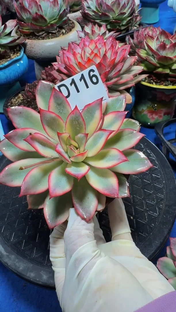 D116月光女神锦（裸根发货）