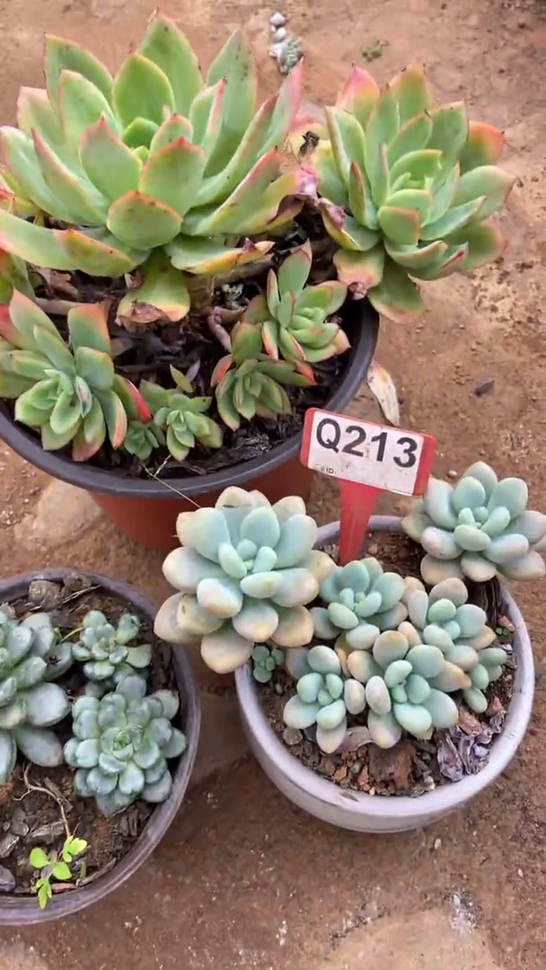 Q213多肉组合默认脱土发货
