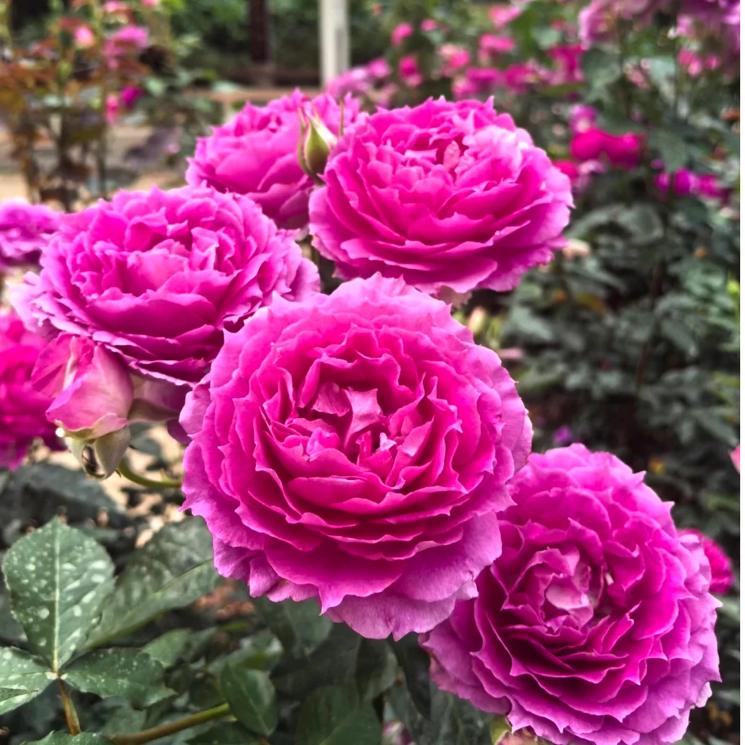 【玩花样】天方夜谭月季四季开花浓香牡丹花型高颜值阳台庭院盆栽