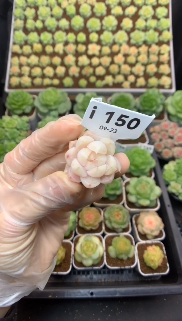 i150 珍妮麦秆 12.8