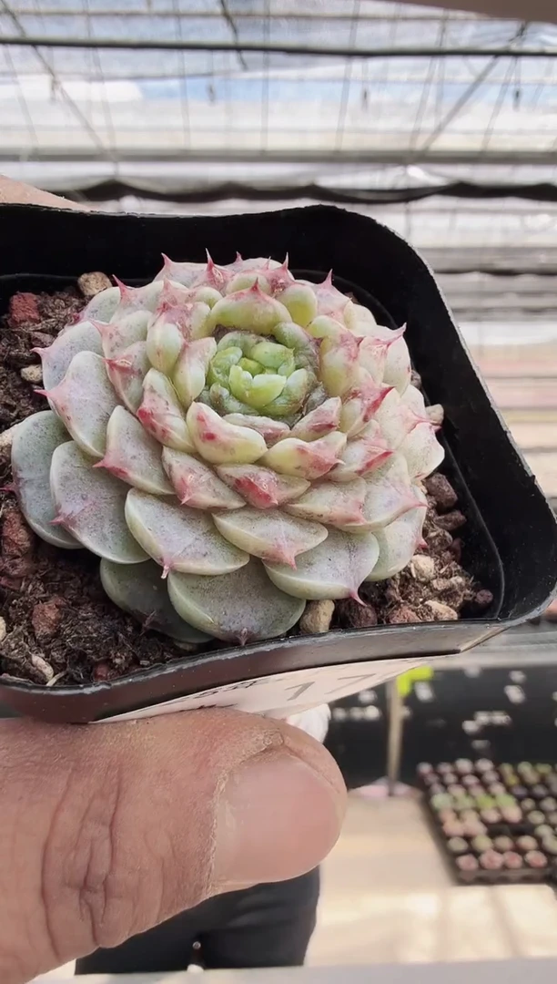 东云多肉园新款-179