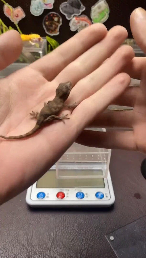 睫角守宫鳞与尾 Scale Tail 爬宠HY1