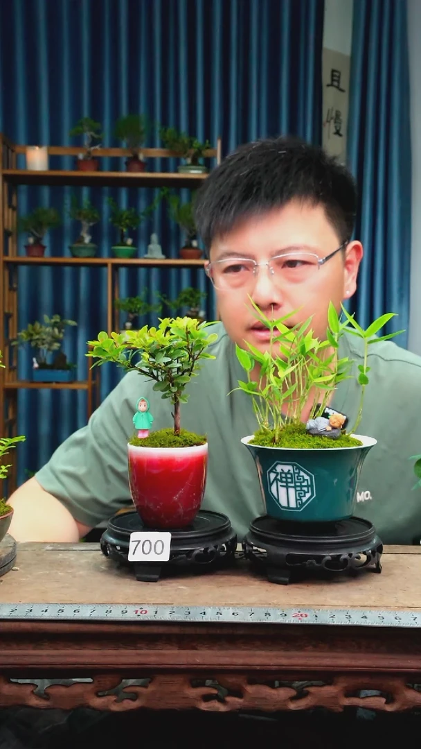 无花朵苔藓微景观700号