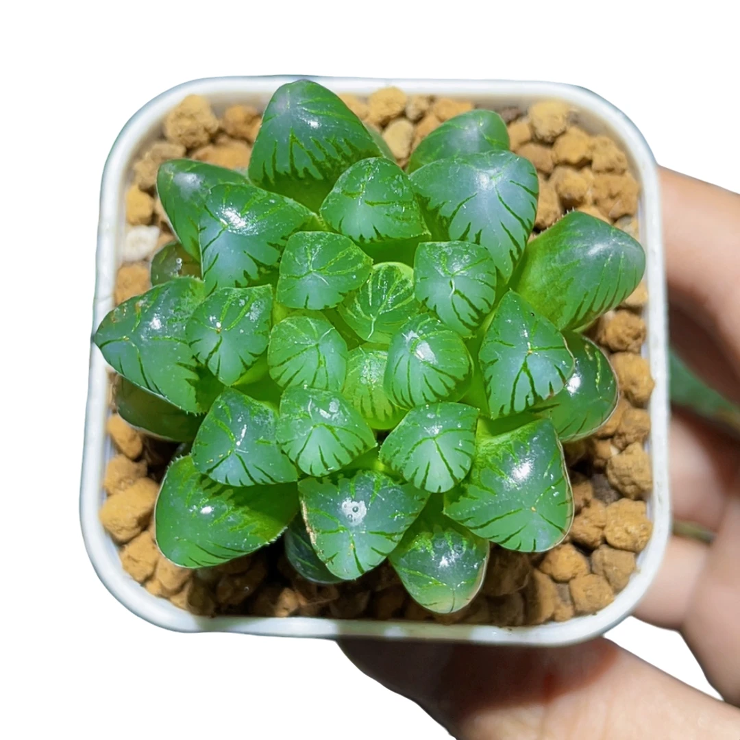 糯姬玉露多肉植物室内阳台客厅小型盆栽带盆带土新手好养多肉植物