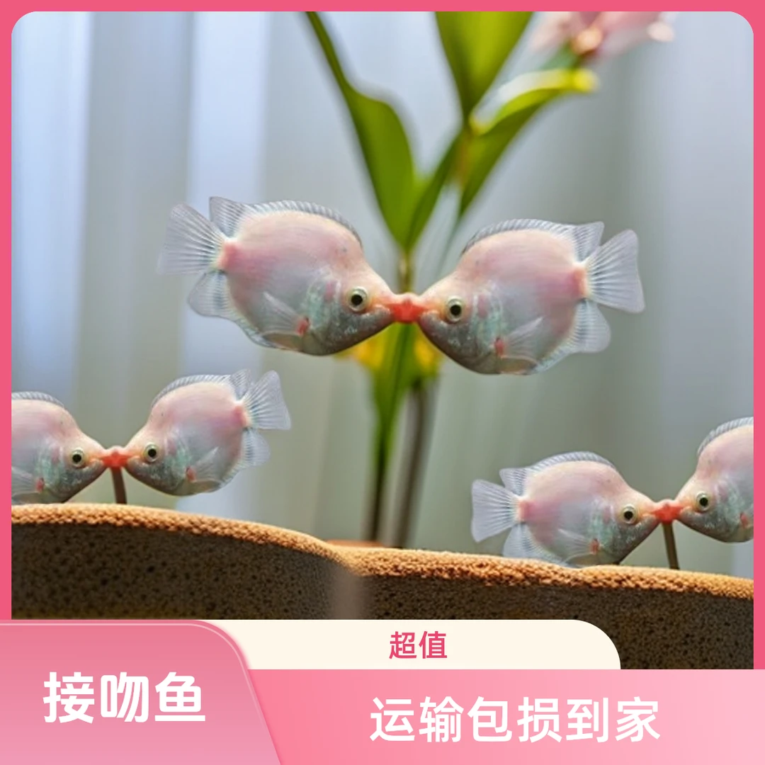 小型淡水接吻鱼热带观赏鱼好养耐活萌趣宠物鱼小型清洁鱼草缸