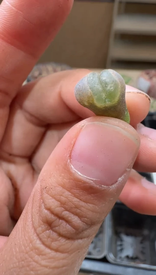 17-58多肉植物肉锥