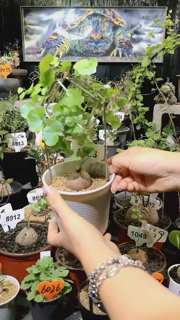 1025号按照新手套装服务期南非龟甲龙