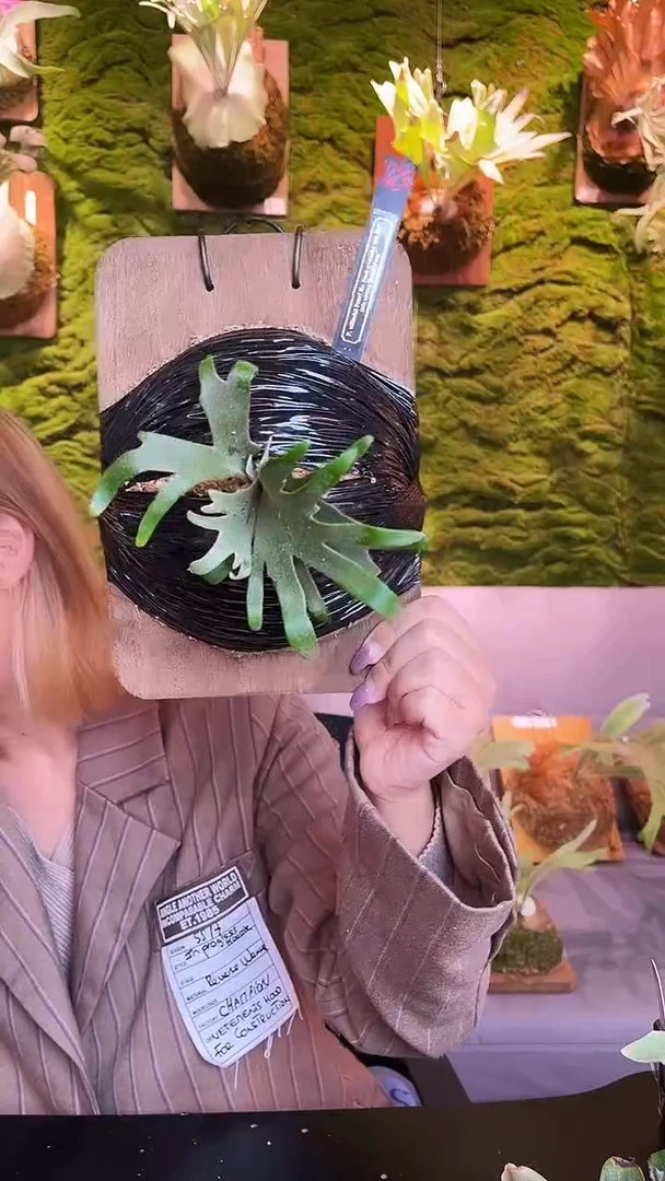 不开花植物nook 黑牌 dn fbc 侏儒