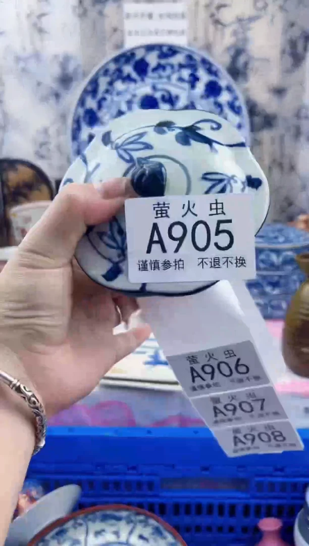 瓷片兰*AAAAAAAAAAAA905