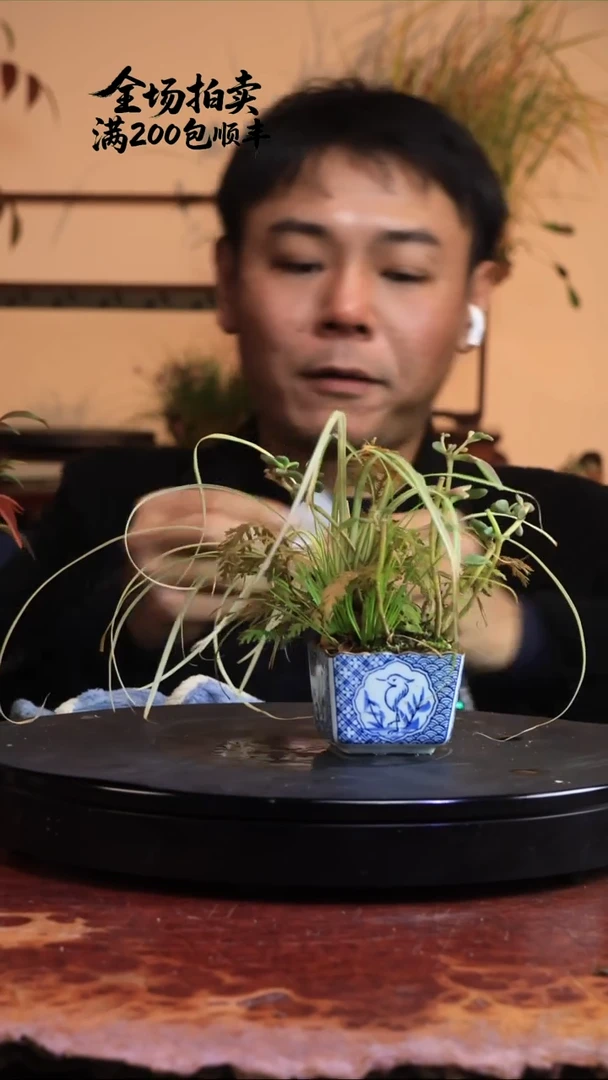 完全开放P11草本植物 不包邮