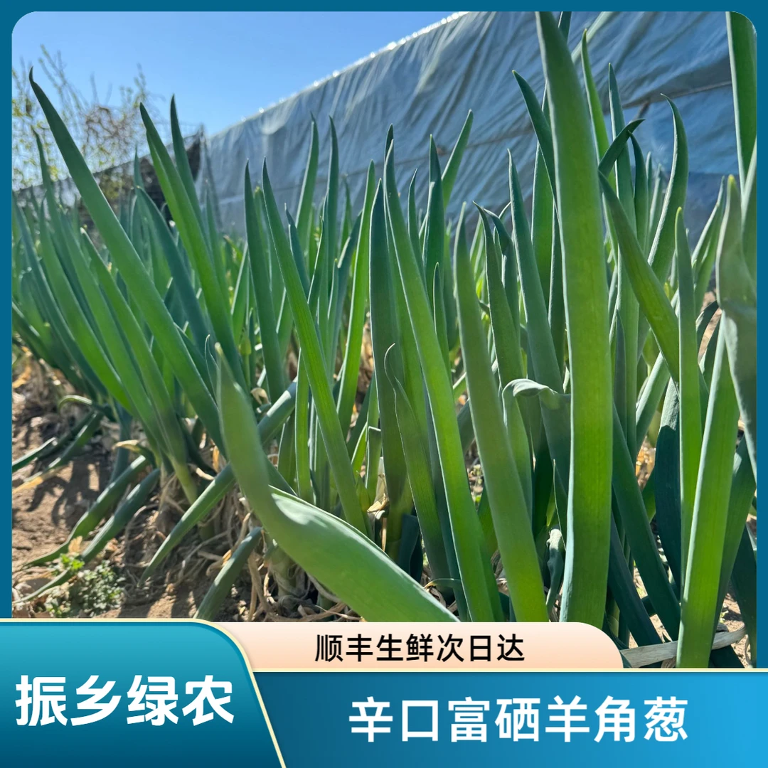 【振乡绿农】富硒老味儿羊角葱，顺丰生鲜次日达，5斤装羊角葱