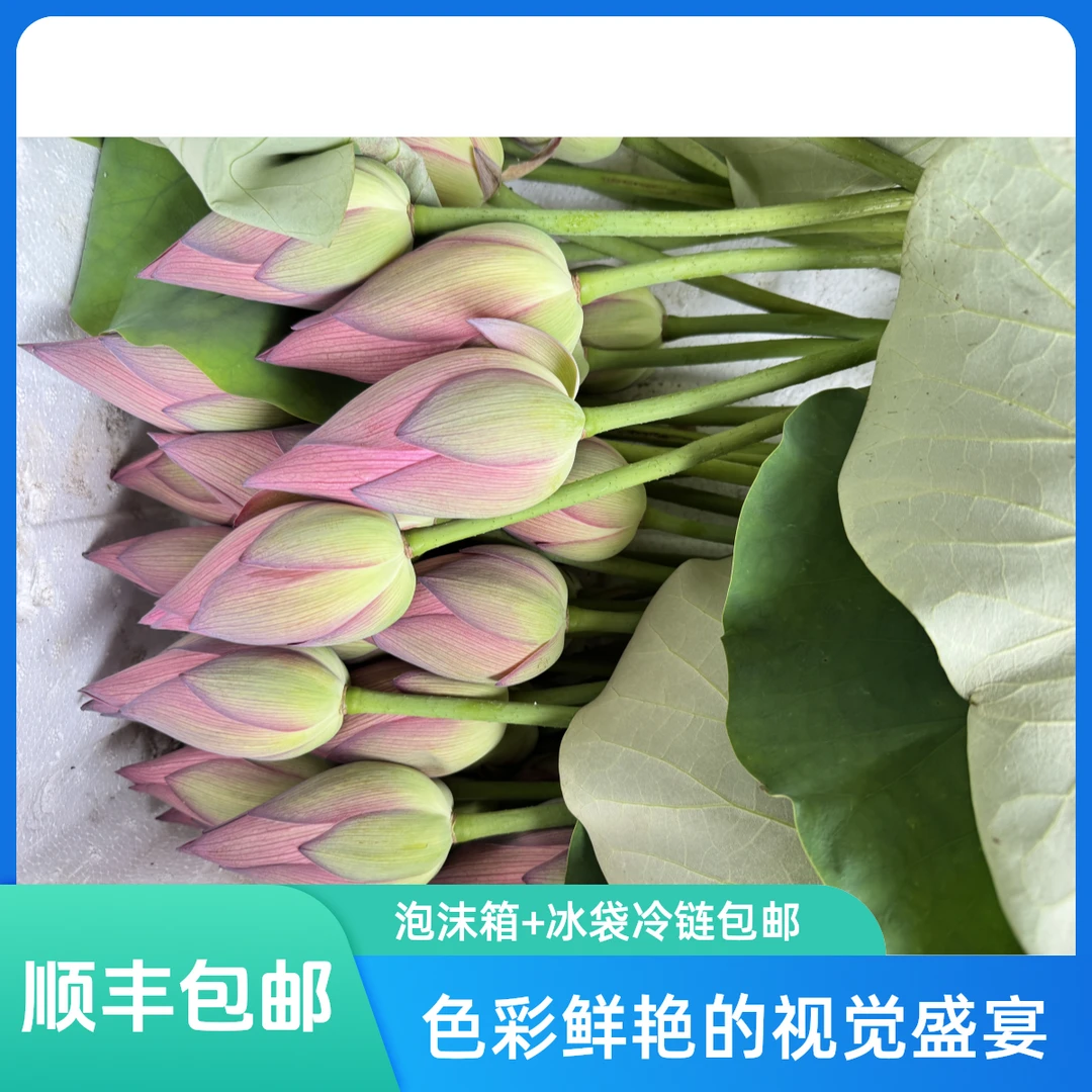 新鲜荷花莲花花骨朵带杆真鲜花现摘现发可食用花苞夏季趣味美观花