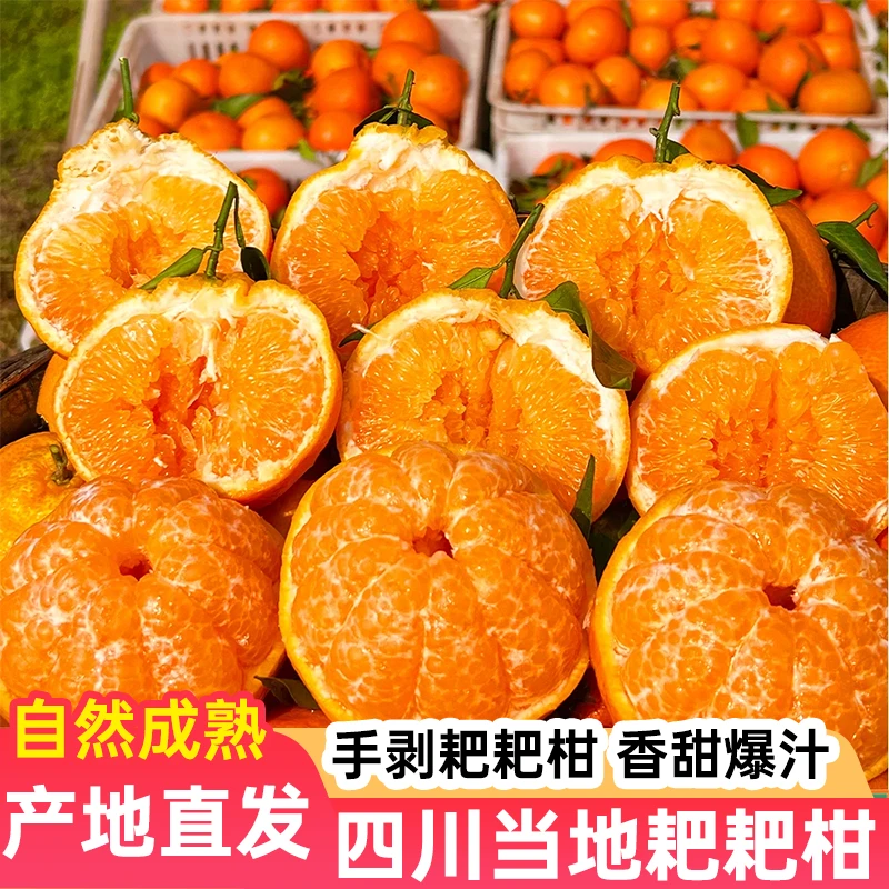 【四川春见耙耙柑】新鲜水果手剥耙耙柑香甜多汁现摘现发爽口爆汁