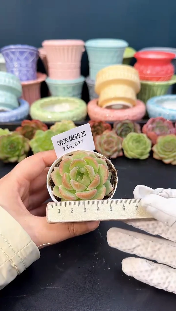924-011青山（冠幅5cm）