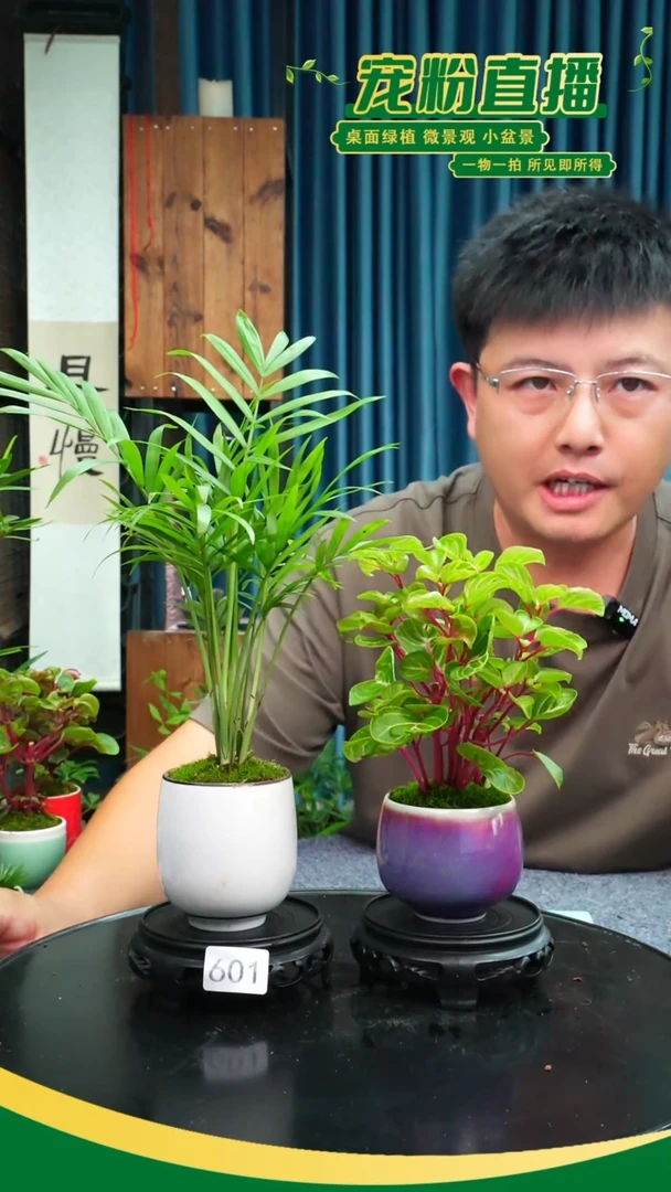 无花朵苔藓微景观601号