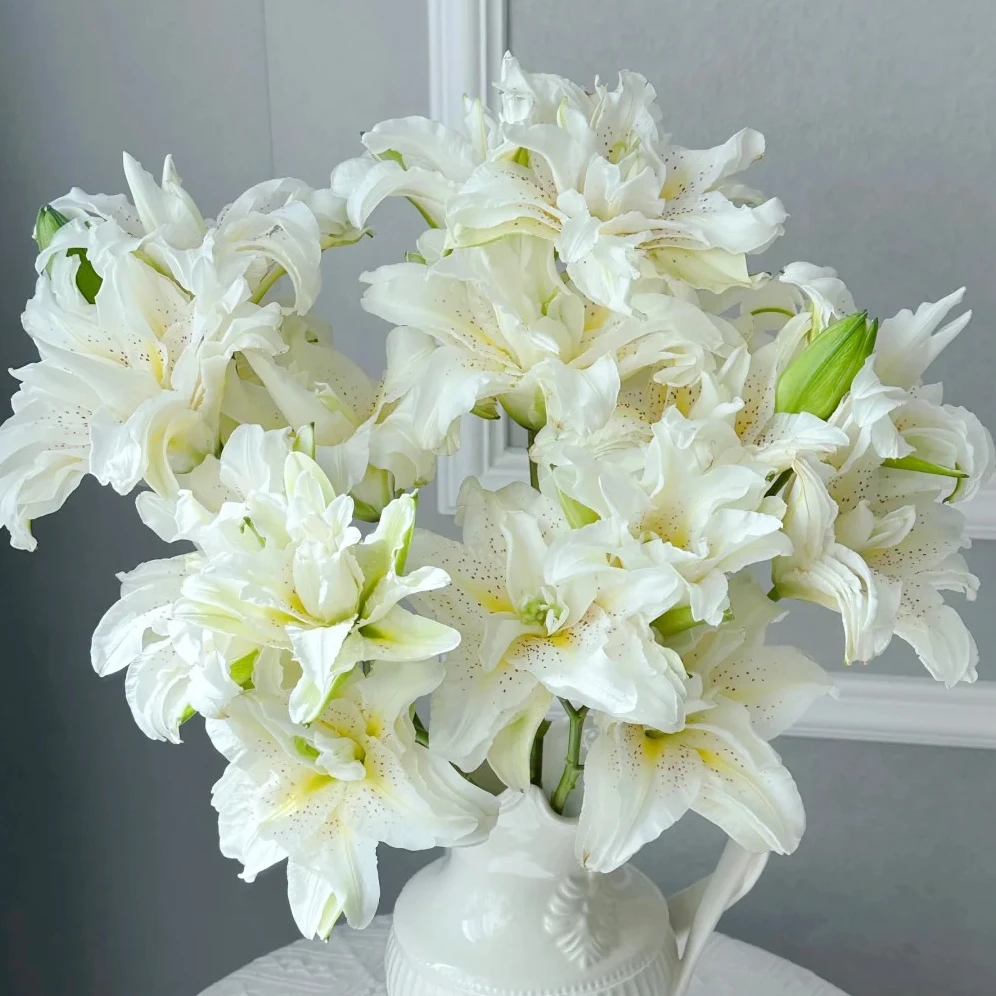 【新年特价】2头白拉菲重瓣香水百合 甘肃玫瑰西北鲜花1单包邮