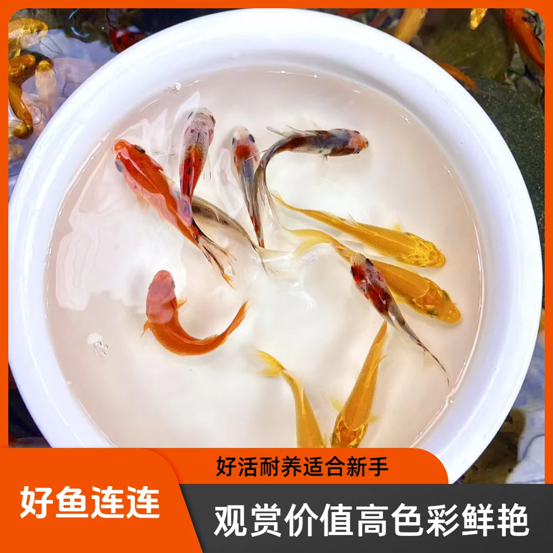 【三色混搭】锦鲤草金冷水鱼观赏鱼好活耐养