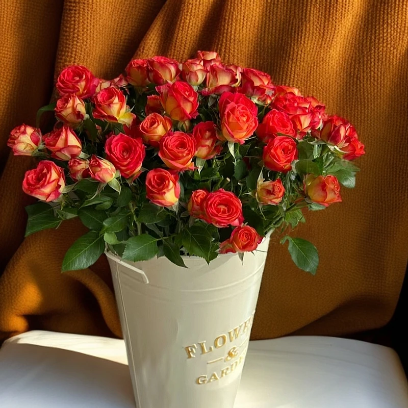 【香羿鲜花】多头玫瑰爱丽丝10支/全场任意满两单及以上包邮