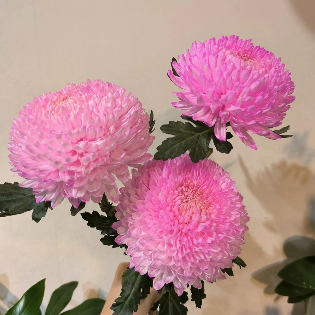 【超大浅粉牡丹菊】云南鲜花基地直发家用花材顺丰冷链发货