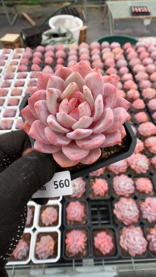 【闪购商品】560雪天使一物一拍