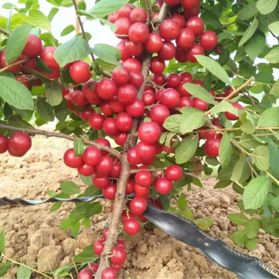 新品种高钙果种子耐寒当年结果软糯香甜无籽高钙果种子种植