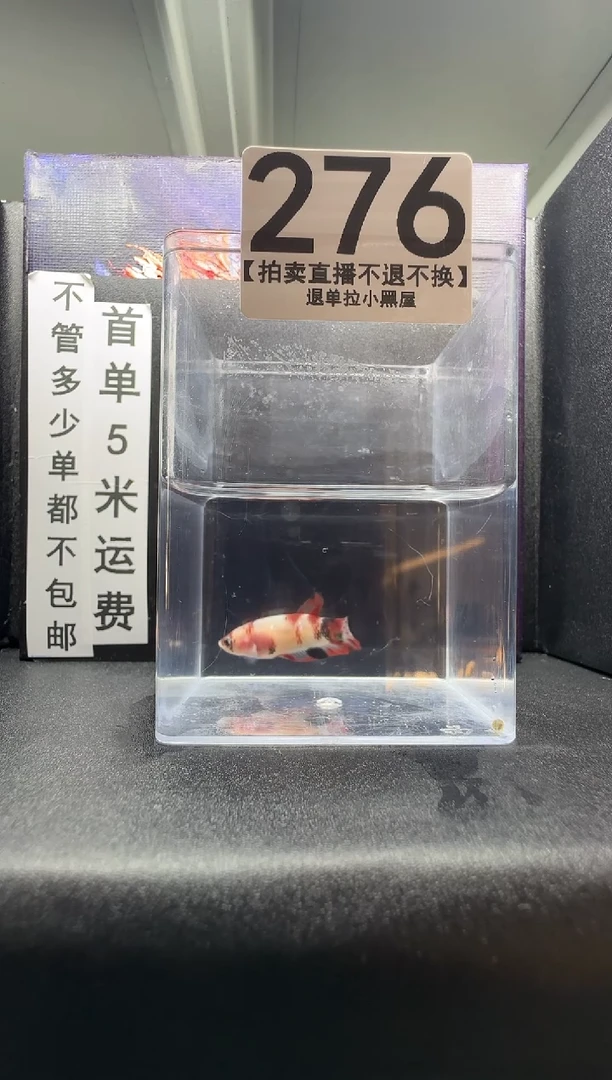 斗鱼母鱼编号：276