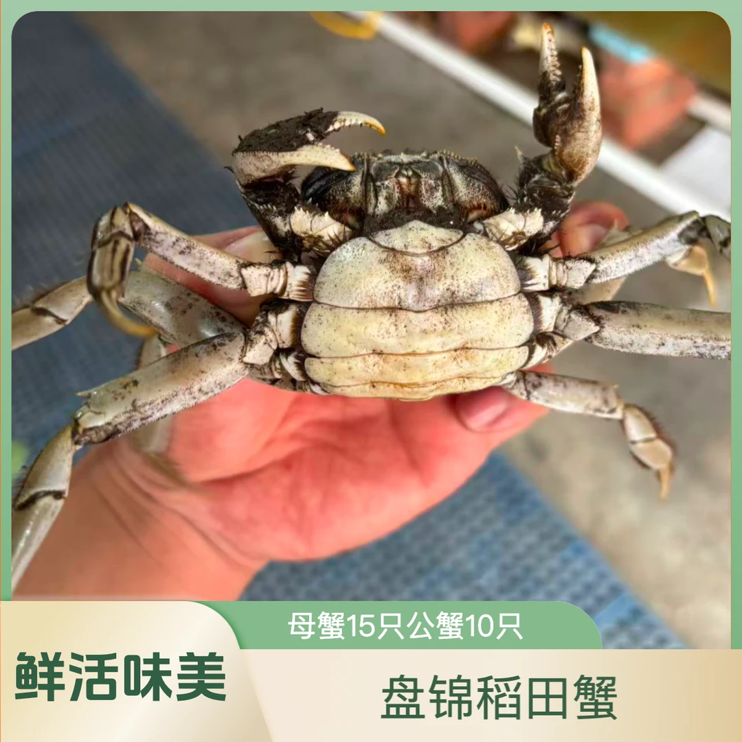 【活蟹】盘锦河蟹稻田蟹 15只母蟹 10只公蟹 1.3-1两 共25只 约3斤装京东包邮死蟹包赔