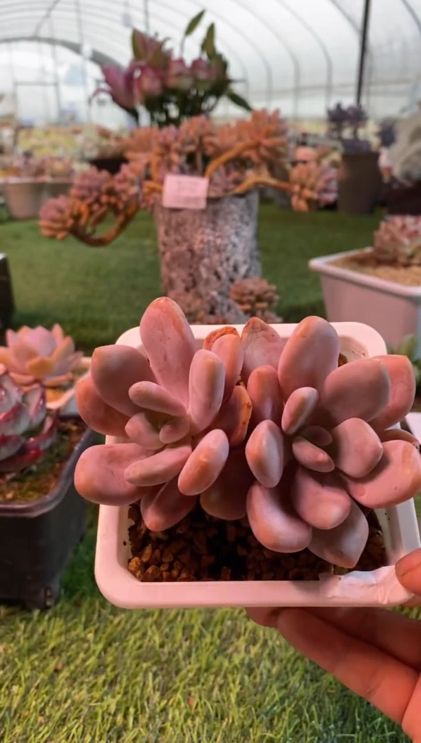 0716aa（满28包邮发货）