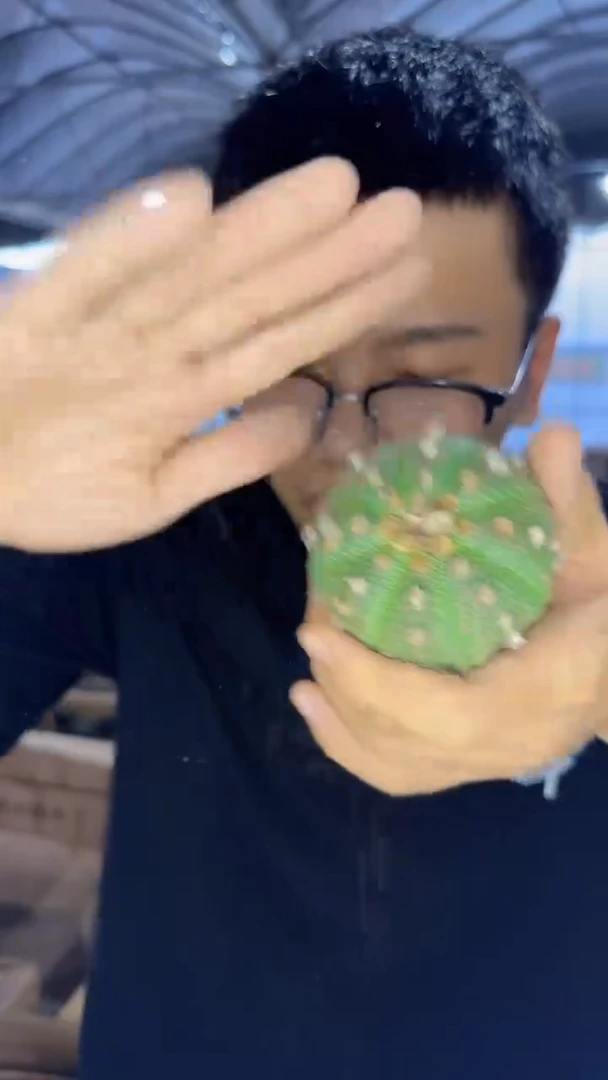 5颗 实生根 星兜 4-6cm