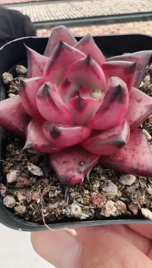 【闪购商品】新款多肉-81