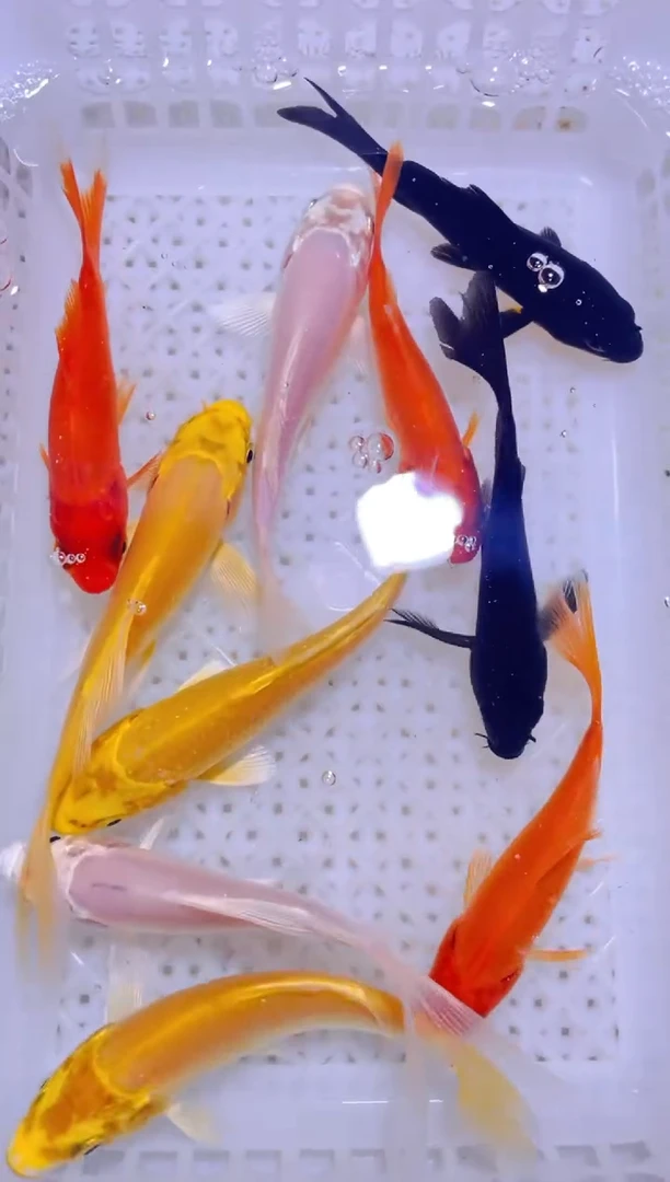 锦鲤多色搭配观赏鱼9条7-10cm