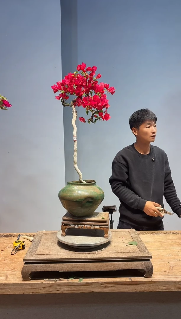 以实际为准三角梅116