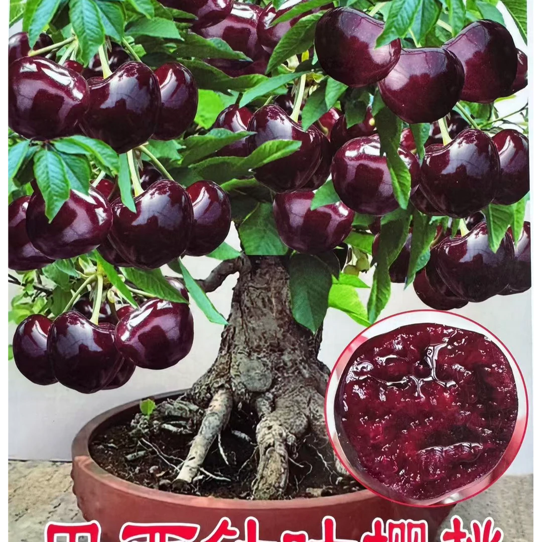 巴西针叶樱桃车厘子树苗带花苞当年结果