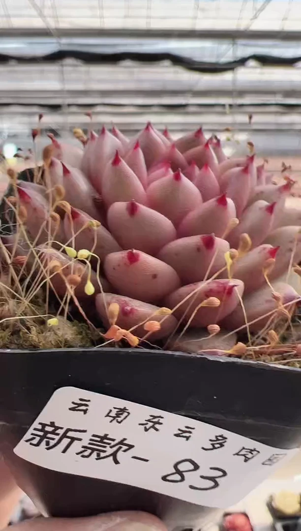 【闪购商品】新款多肉83