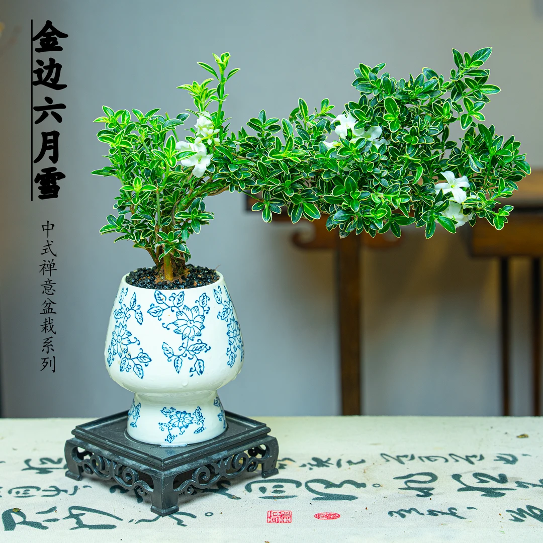 【悬崖飘枝金边六月雪】盆景室内绿植好养净化空气茶桌摆