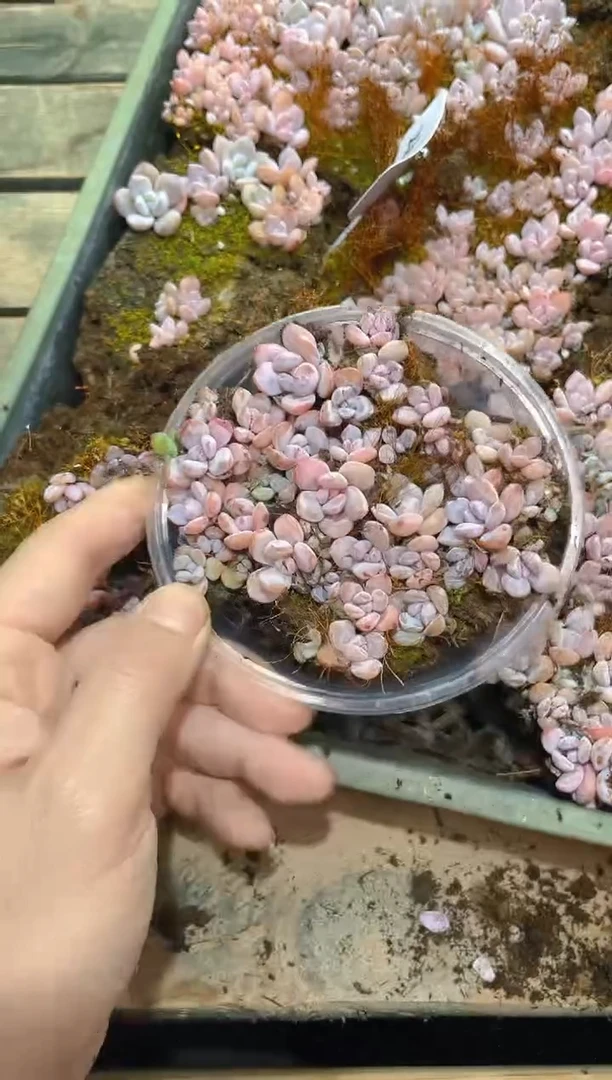 120桃茶    量拍
