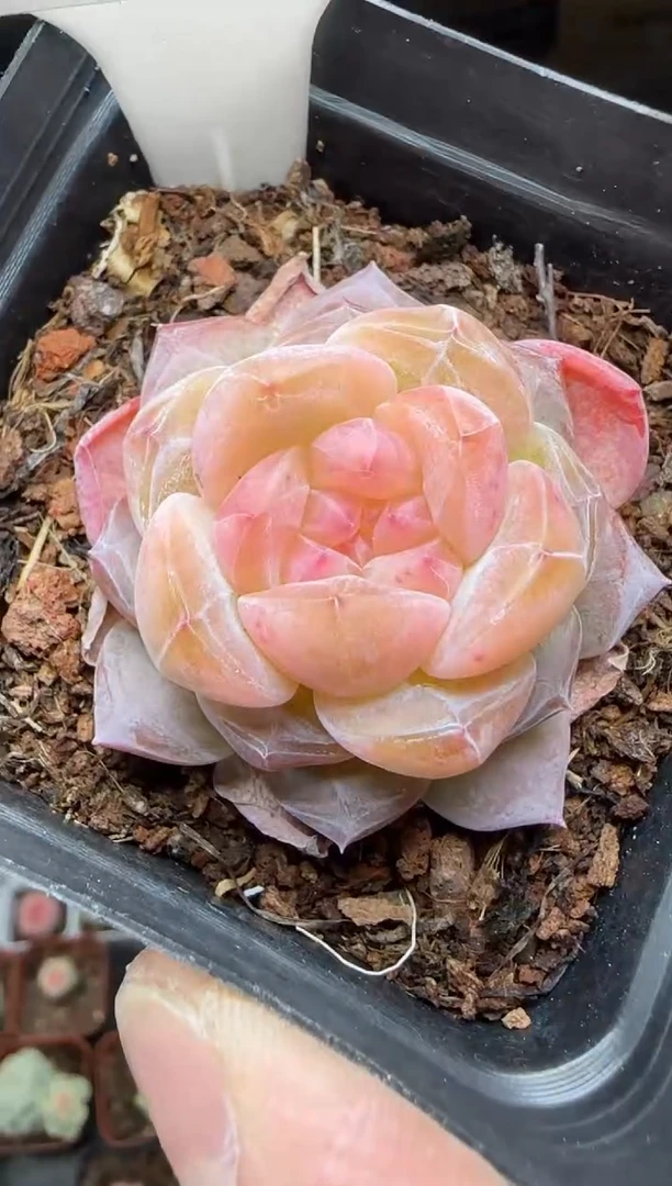 【闪购商品】一物一拍0210—239