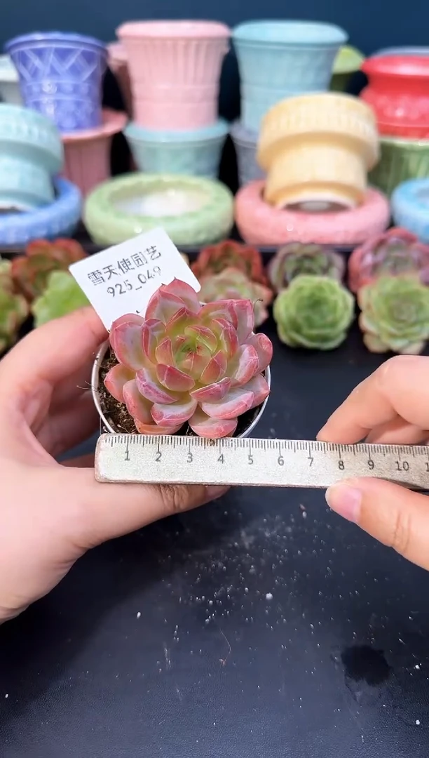 925-049青山（冠幅5cm）