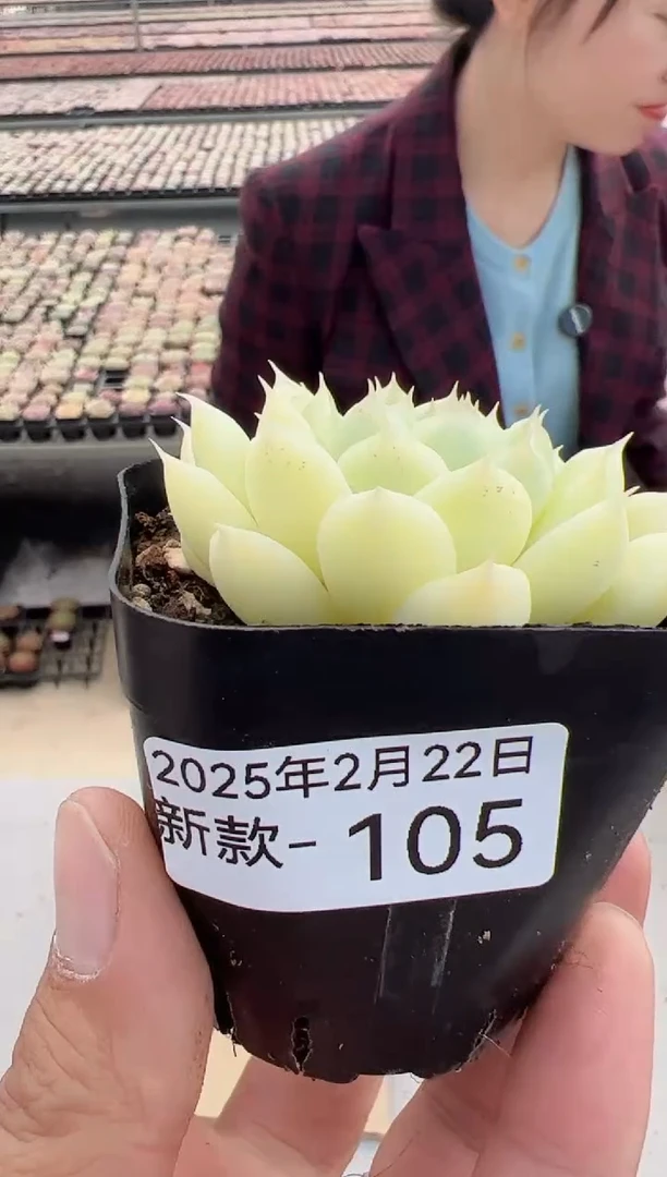 【闪购商品】新款多肉-105